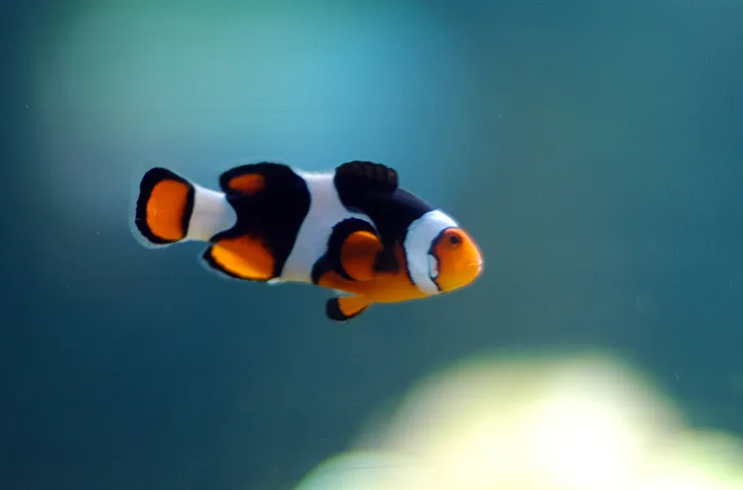  Este pez es un hermafrodita selectivo, que puede cambiar de género cuando lo cree necesario. 